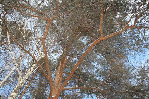 IMG_3211_r